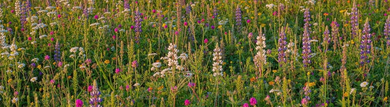 a diverse wild meadow in full bloom